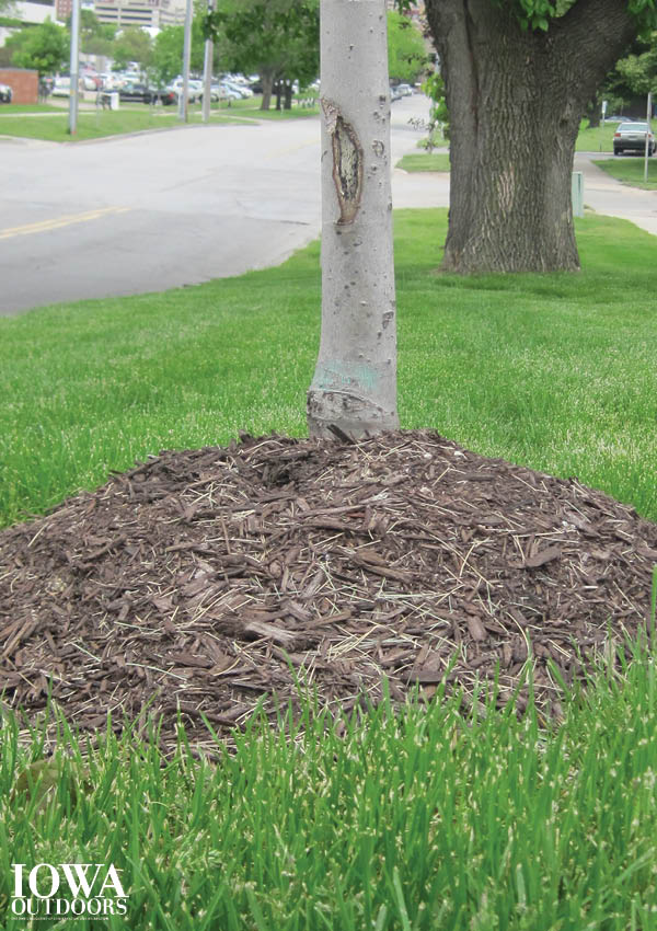 Avoid the volcano approach when mulching your tree - more tips for healthy trees | Iowa DNR